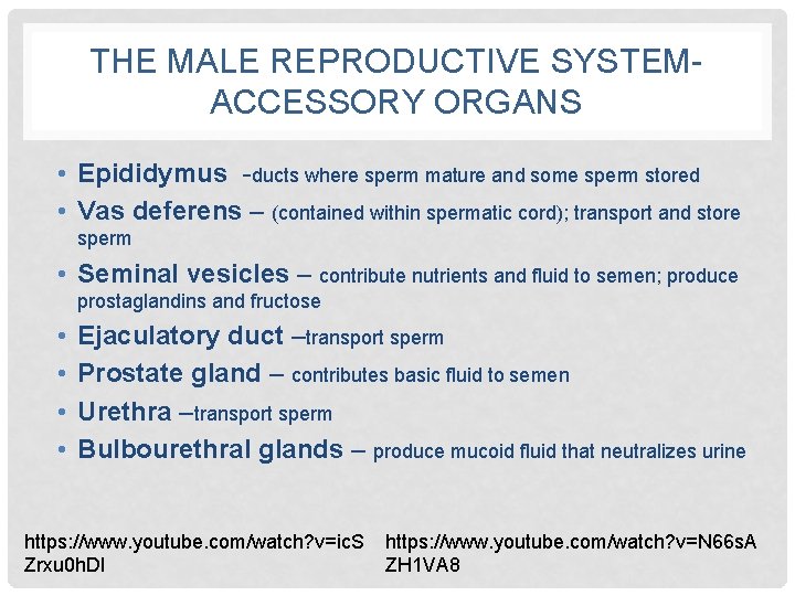 THE MALE REPRODUCTIVE SYSTEMACCESSORY ORGANS • Epididymus -ducts where sperm mature and some sperm