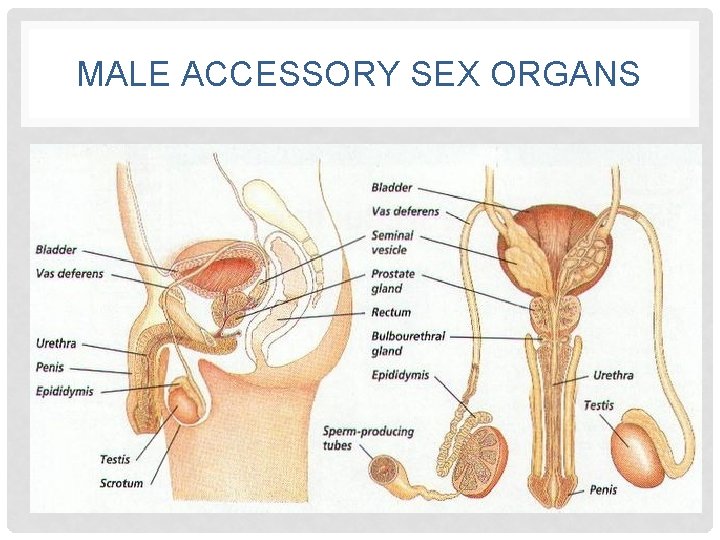 MALE ACCESSORY SEX ORGANS 