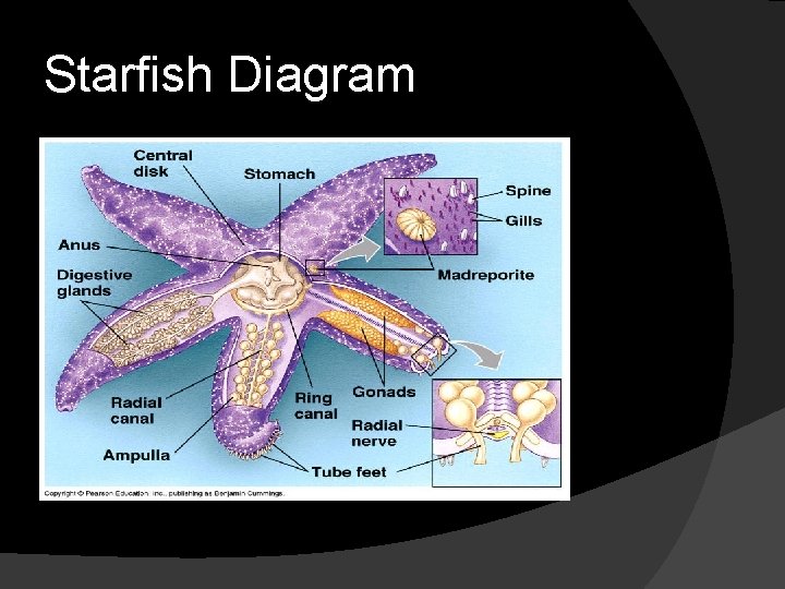 Starfish Diagram 