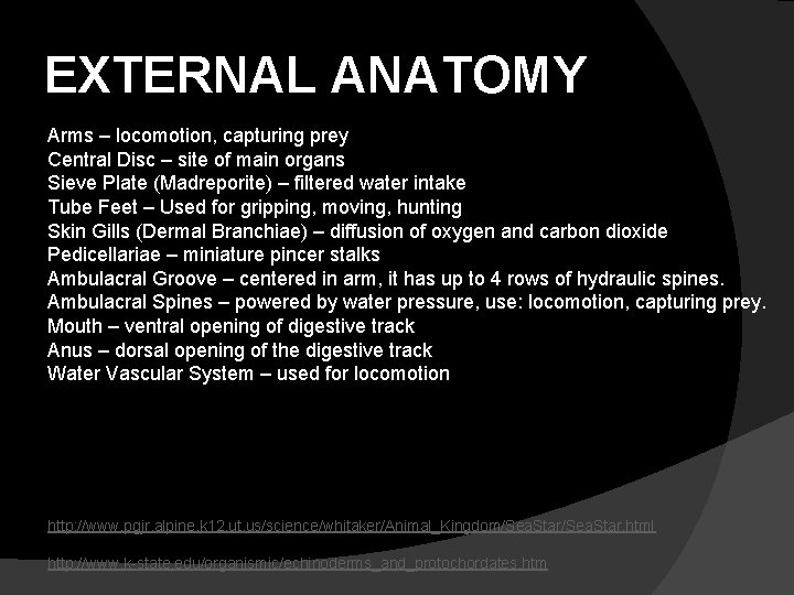 EXTERNAL ANATOMY Arms – locomotion, capturing prey Central Disc – site of main organs