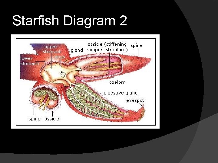 Starfish Diagram 2 