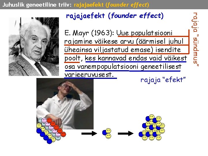 Juhuslik geneetiline triiv: rajajaefekt (founder effect) E. Mayr (1963): Uue populatsiooni rajamine väikese arvu