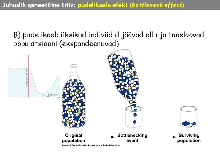 Juhuslik geneetiline triiv: pudelikaela efekt (bottleneck effect) B) pudelikael: üksikud indiviidid jäävad ellu ja