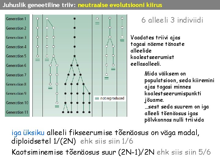 Juhuslik geneetiline triiv: neutraalse evolutsiooni kiirus 6 alleeli 3 indiviidi Vaadates triivi ajas tagasi