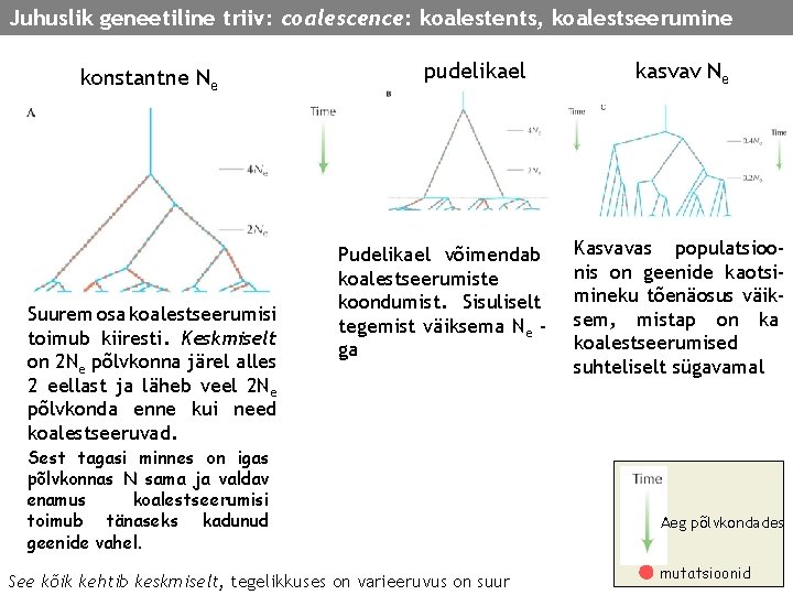 Juhuslik geneetiline triiv: coalescence: koalestents, koalestseerumine konstantne Ne Suurem osa koalestseerumisi toimub kiiresti. Keskmiselt