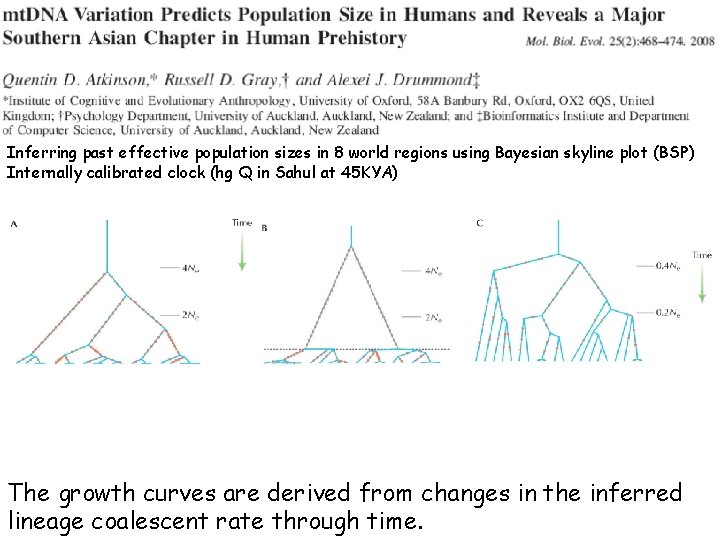 Inferring past effective population sizes in 8 world regions using Bayesian skyline plot (BSP)