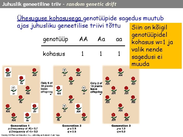 Juhuslik geneetiline triiv – random genetic drift Ühesuguse kohasusega genotüüpide sagedus muutub ajas juhusliku