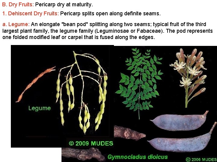 B. Dry Fruits: Pericarp dry at maturity. 1. Dehiscent Dry Fruits: Pericarp splits open