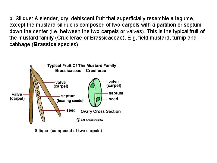 b. Silique: A slender, dry, dehiscent fruit that superficially resemble a legume, except the