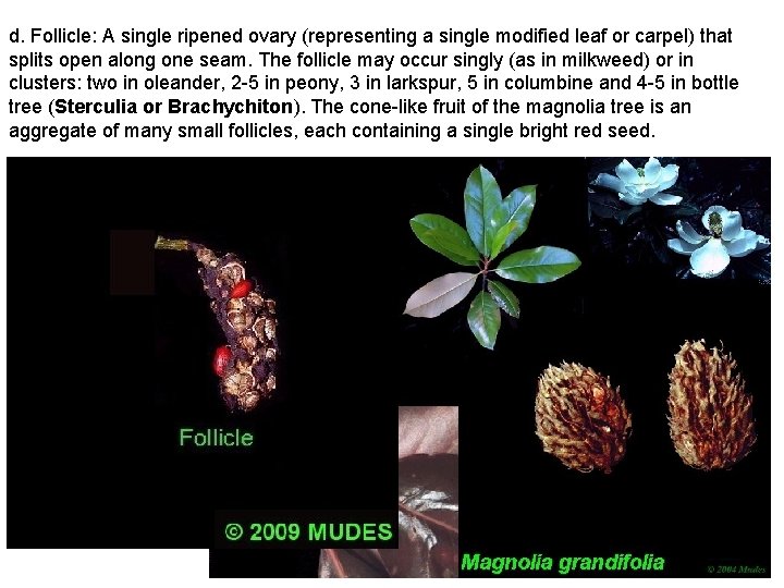 d. Follicle: A single ripened ovary (representing a single modified leaf or carpel) that