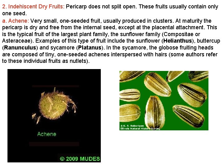 2. Indehiscent Dry Fruits: Pericarp does not split open. These fruits usually contain only