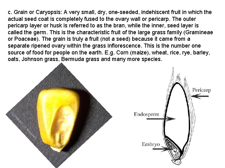 c. Grain or Caryopsis: A very small, dry, one-seeded, indehiscent fruit in which the