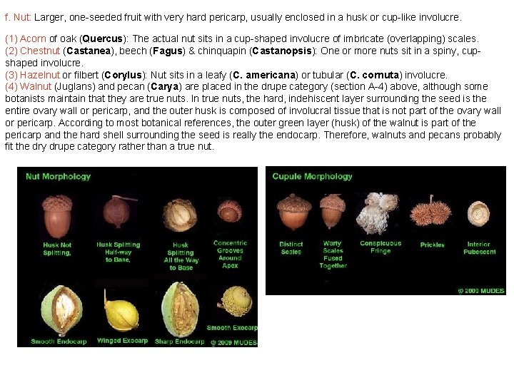 f. Nut: Larger, one-seeded fruit with very hard pericarp, usually enclosed in a husk