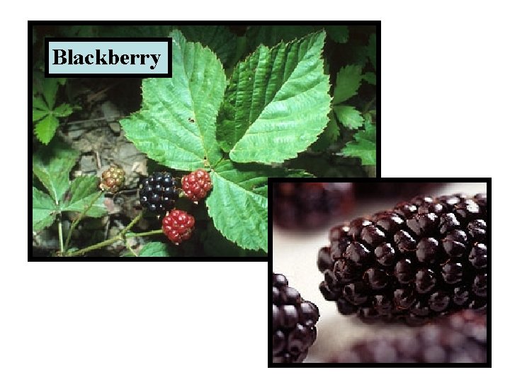 Blackberry 