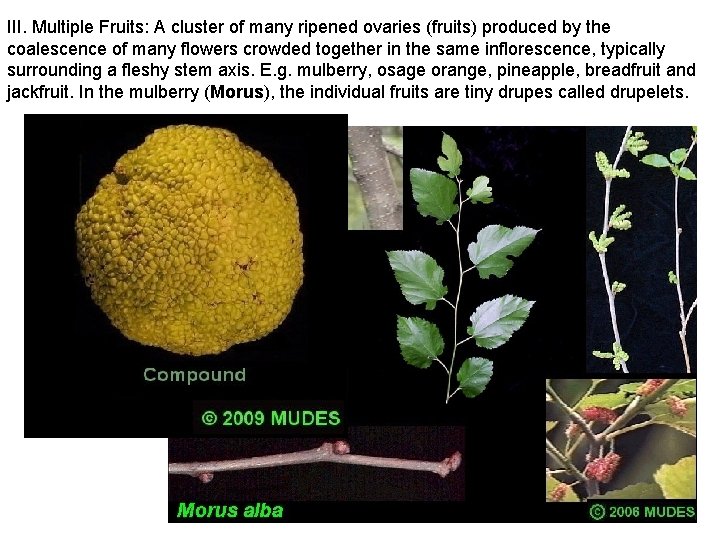 III. Multiple Fruits: A cluster of many ripened ovaries (fruits) produced by the coalescence