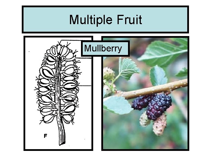 Multiple Fruit Mullberry 