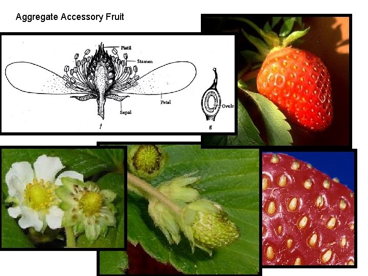 Aggregate Accessory Fruit 