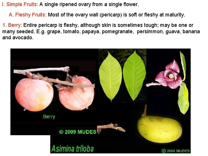 I. Simple Fruits: A single ripened ovary from a single flower. A. Fleshy Fruits: