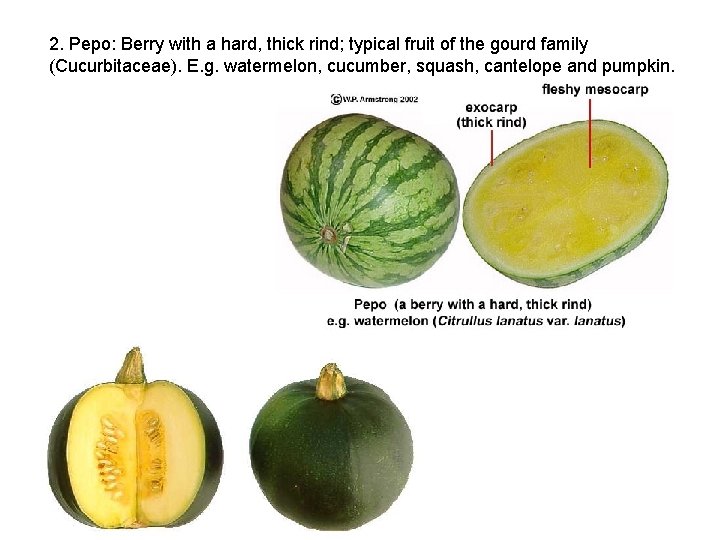 2. Pepo: Berry with a hard, thick rind; typical fruit of the gourd family