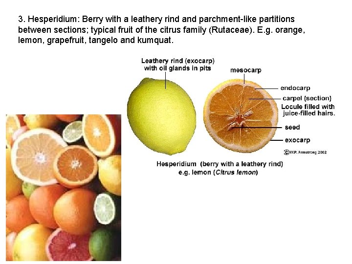 3. Hesperidium: Berry with a leathery rind and parchment-like partitions between sections; typical fruit