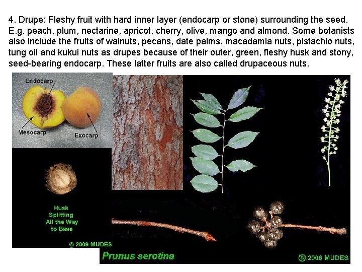 4. Drupe: Fleshy fruit with hard inner layer (endocarp or stone) surrounding the seed.