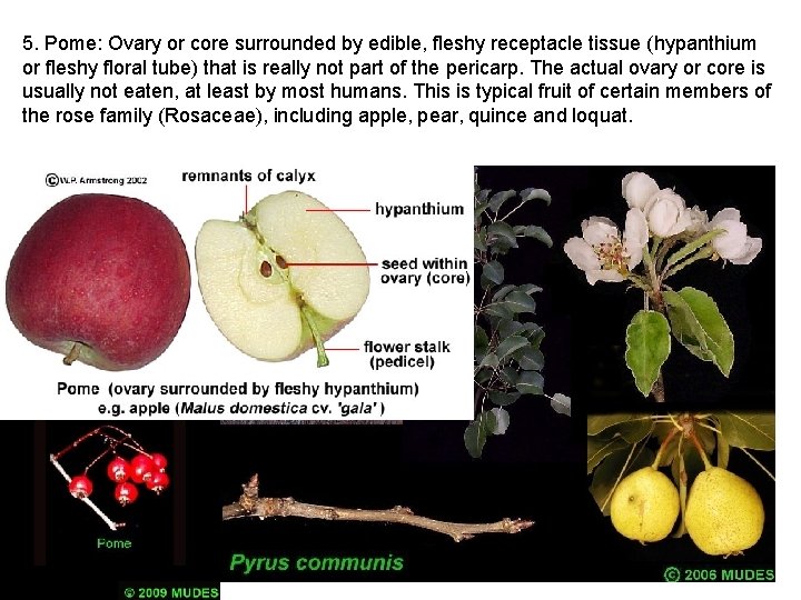 5. Pome: Ovary or core surrounded by edible, fleshy receptacle tissue (hypanthium or fleshy