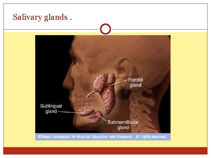 Salivary glands. 