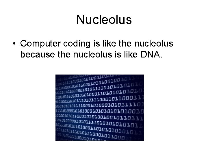 Nucleolus • Computer coding is like the nucleolus because the nucleolus is like DNA.