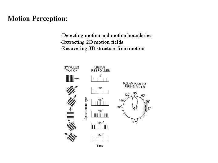 Motion Perception: -Detecting motion and motion boundaries -Extracting 2 D motion fields -Recovering 3