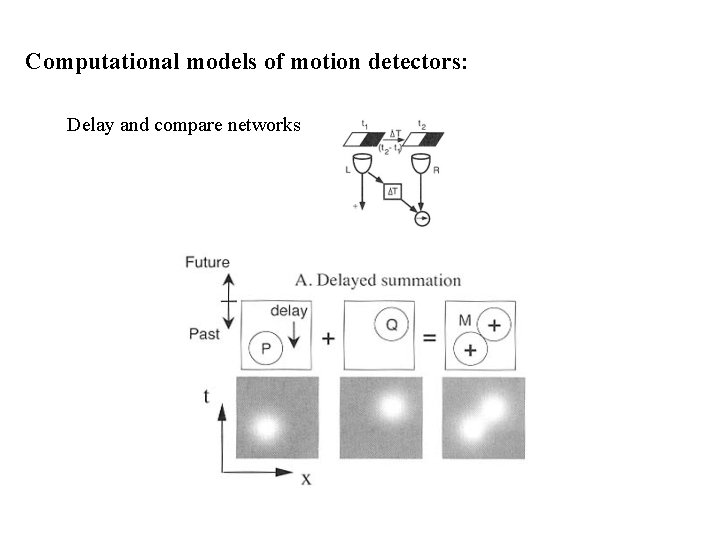 Computational models of motion detectors: Delay and compare networks 