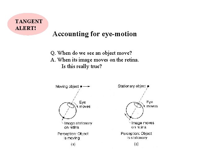 TANGENT ALERT! Accounting for eye-motion Q. When do we see an object move? A.