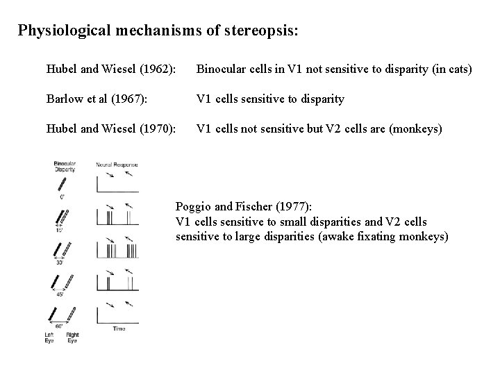 Physiological mechanisms of stereopsis: Hubel and Wiesel (1962): Binocular cells in V 1 not