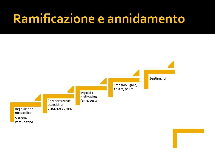 Ramificazione e annidamento Sentimenti. Regolazione metabolica. Sistema immunitario. Comportamenti associati a piacere e dolore.