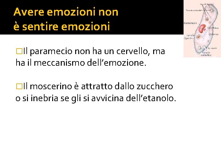 Avere emozioni non è sentire emozioni �Il paramecio non ha un cervello, ma ha