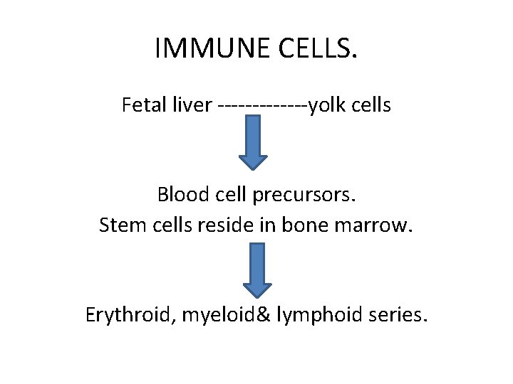 IMMUNE CELLS. Fetal liver -------yolk cells Blood cell precursors. Stem cells reside in bone