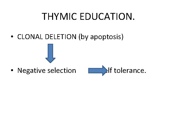 THYMIC EDUCATION. • CLONAL DELETION (by apoptosis) • Negative selection self tolerance. 