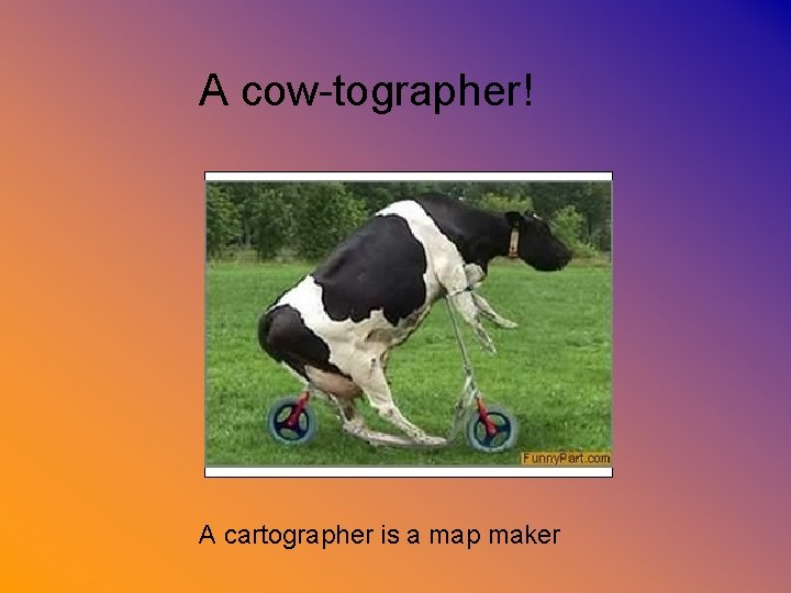 A cow-tographer! A cartographer is a map maker 