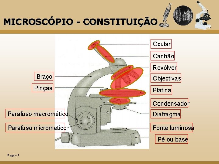 O Microscpio ptico Composto Professora Liliana Guerreiro A