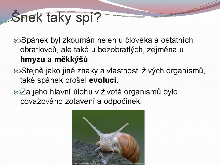 Šnek taky spí? Spánek byl zkoumán nejen u člověka a ostatních obratlovců, ale také