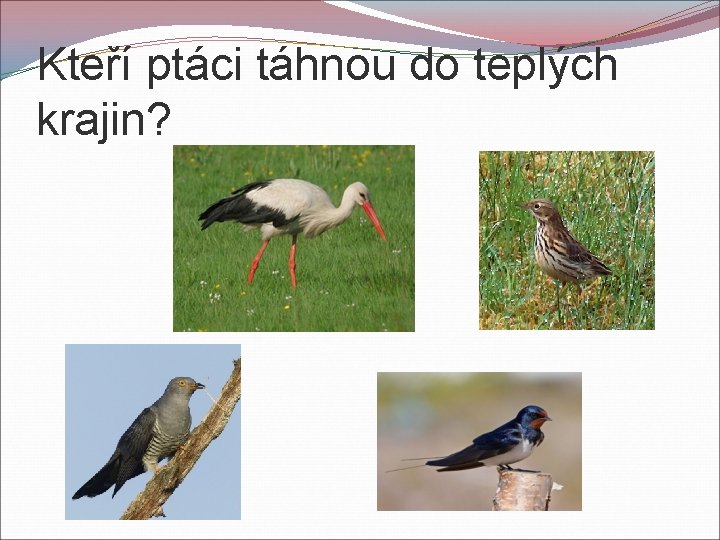 Kteří ptáci táhnou do teplých krajin? 