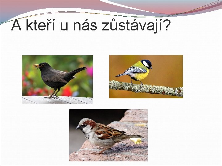 A kteří u nás zůstávají? 