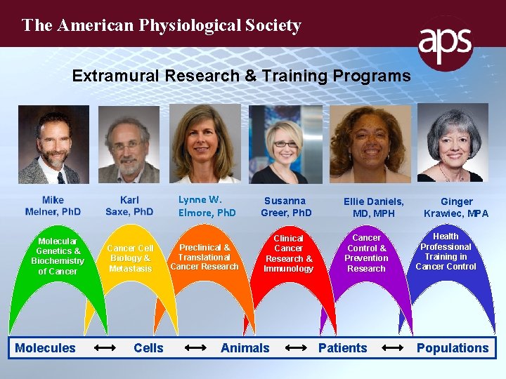 The American Physiological Society Extramural Research & Training Programs Lynne W. Elmore, Ph. D