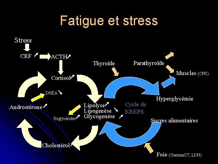 Fatigue et stress Stress CRF ACTH Thyroïde Parathyroïde Muscles (CPK) Cortisol DHEA Androstérone Triglycérides