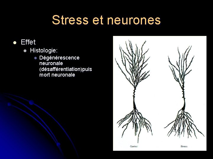 Stress et neurones l Effet l Histologie: l Dégénérescence neuronale (désafférentiation)puis mort neuronale 
