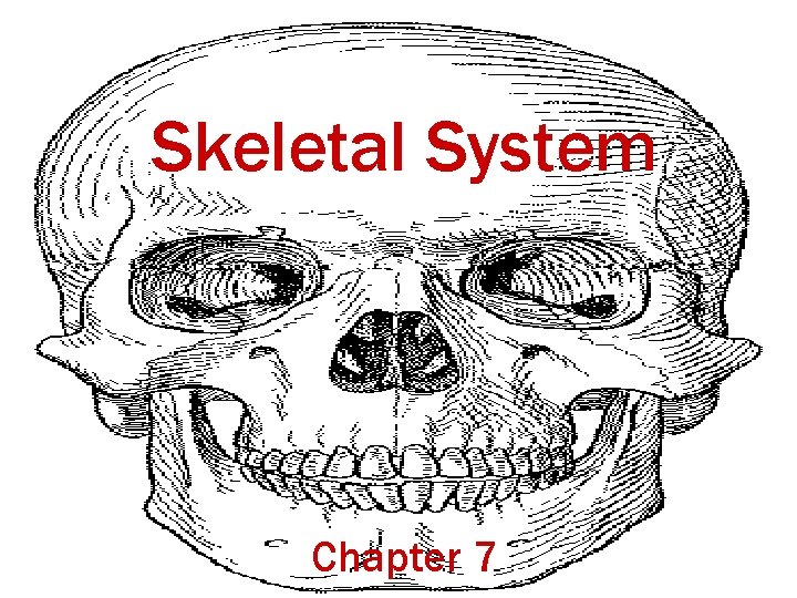 Skeletal System Chapter 7 