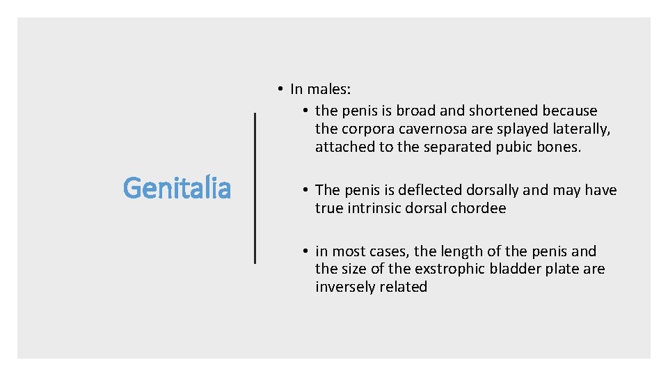 • In males: • the penis is broad and shortened because the corpora
