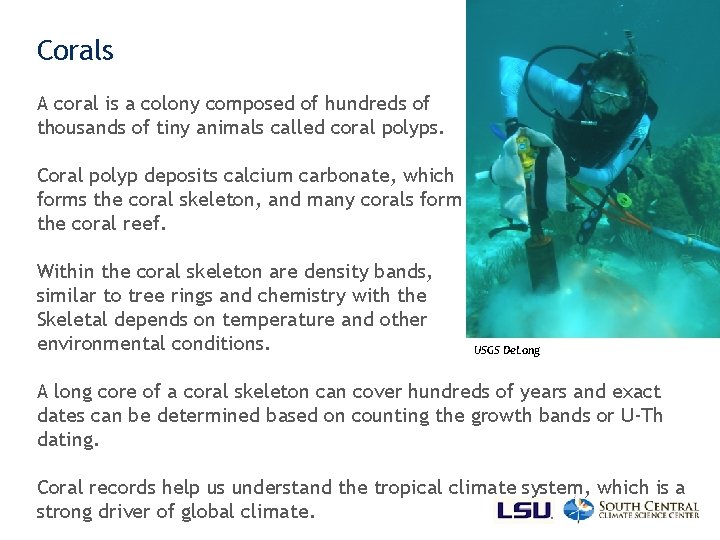 Corals A coral is a colony composed of hundreds of thousands of tiny animals