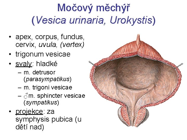 Močový měchýř (Vesica urinaria, Urokystis) • apex, corpus, fundus, cervix, uvula, (vertex) • trigonum