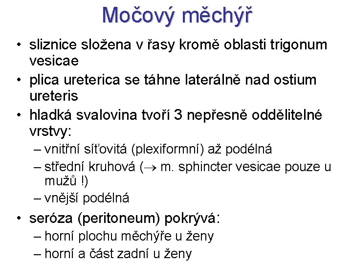 Močový měchýř • sliznice složena v řasy kromě oblasti trigonum vesicae • plica ureterica