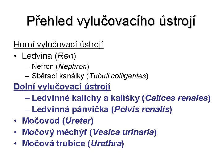 Přehled vylučovacího ústrojí Horní vylučovací ústrojí • Ledvina (Ren) – Nefron (Nephron) – Sběrací